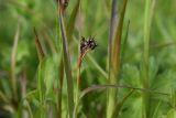 Luzula multiflora. Верхушка плодоносящего растения. Калужская обл., Боровский р-н, окр. дер. Чёлохово, высота 200 м н.у.м, сенокосный луг на старой залежи в 20 м от смешанного леса, сырой участок. 13 мая 2024 г.