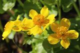 Caltha palustris