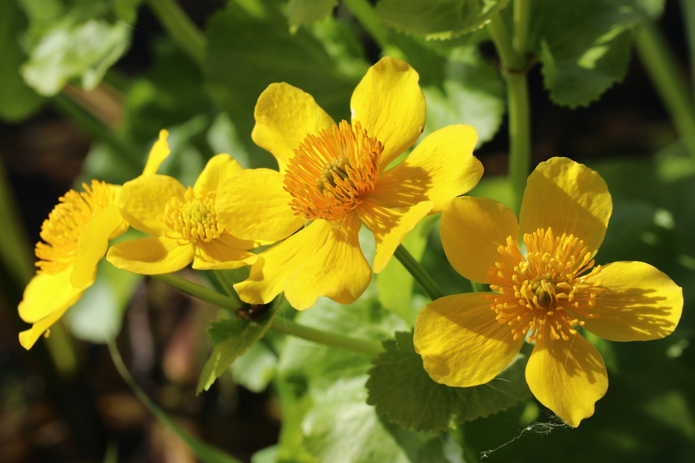 Image of Caltha palustris specimen.