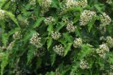 Acer ginnala