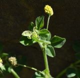 Medicago lupulina