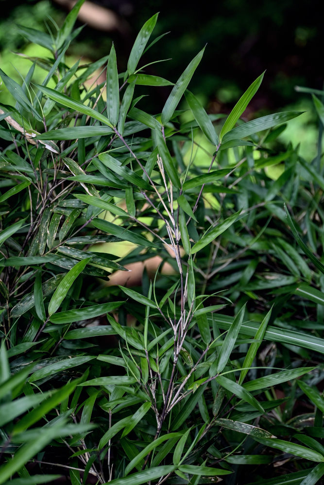 Image of Phyllostachys nigra specimen.