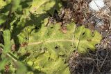Verbascum sinuatum. Прикорневые листья. Турция, пров. Анталья, р-н Кумлуджа, окр. вдхр. Алакыр, каменистая обочина грунтовой дороги. 31.05.2024.