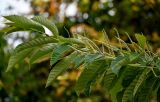 Castanea mollissima