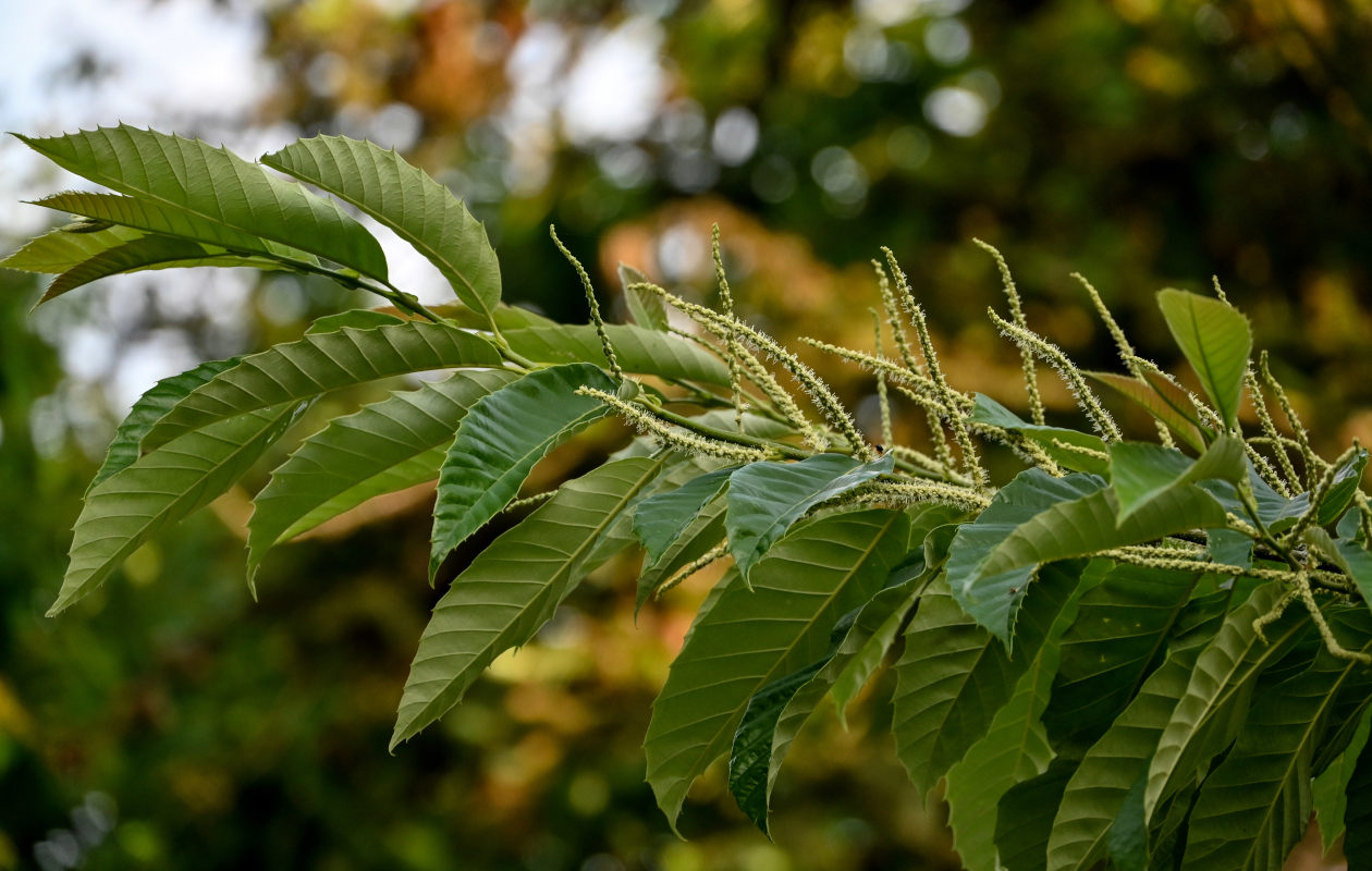 Изображение особи Castanea mollissima.