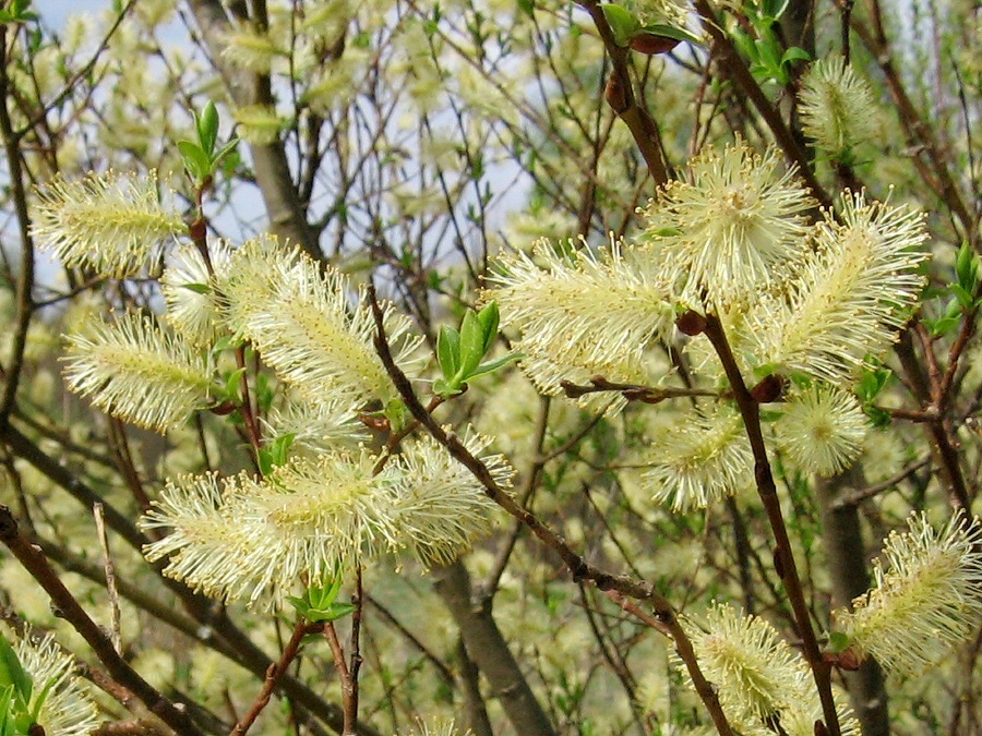 Изображение особи Salix myrsinifolia.