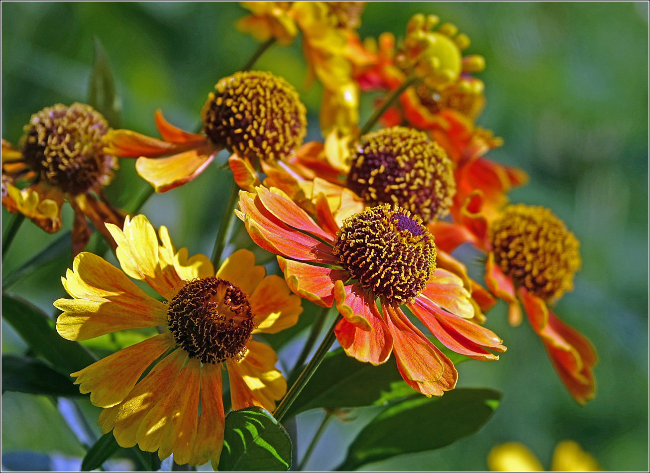 Изображение особи Helenium autumnale.