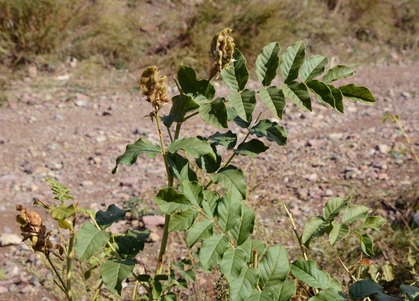 Изображение особи род Glycyrrhiza.