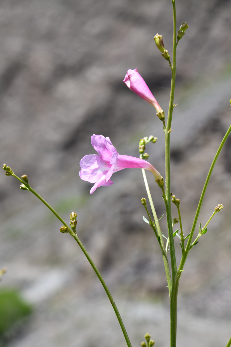Image of Incarvillea olgae specimen.