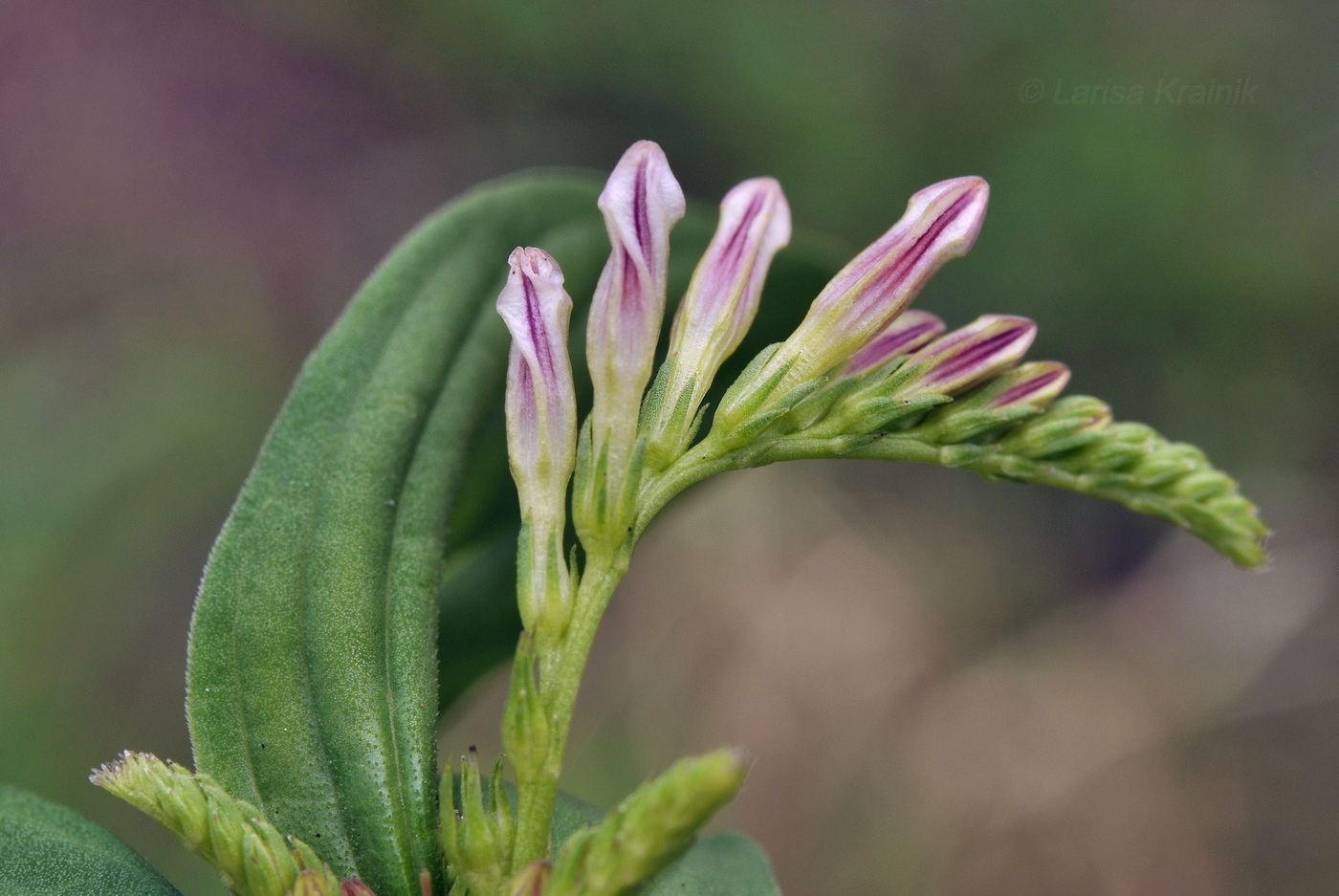 Изображение особи Spigelia anthelmia.