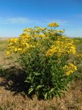 Senecio grandidentatus