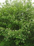 Sorbus torminalis. Цветущее дерево. Украина, Закарпатская обл., Виноградов, Чёрная гора, на опушке дубово-грабового леса. 5 мая 2008 г.