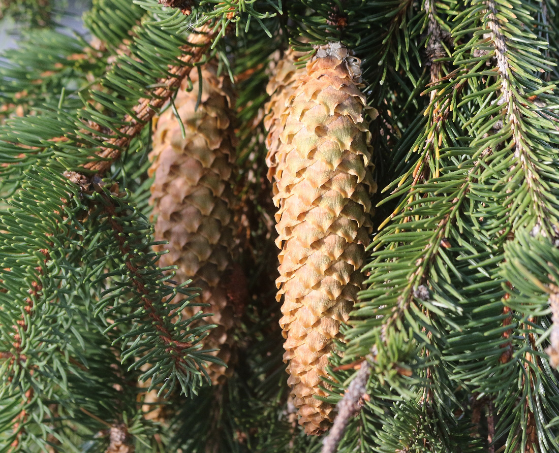 Изображение особи Picea abies.
