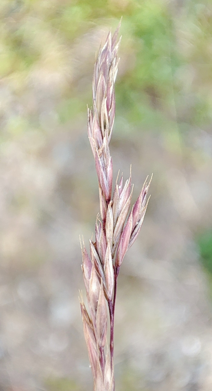 Image of Festuca rubra specimen.
