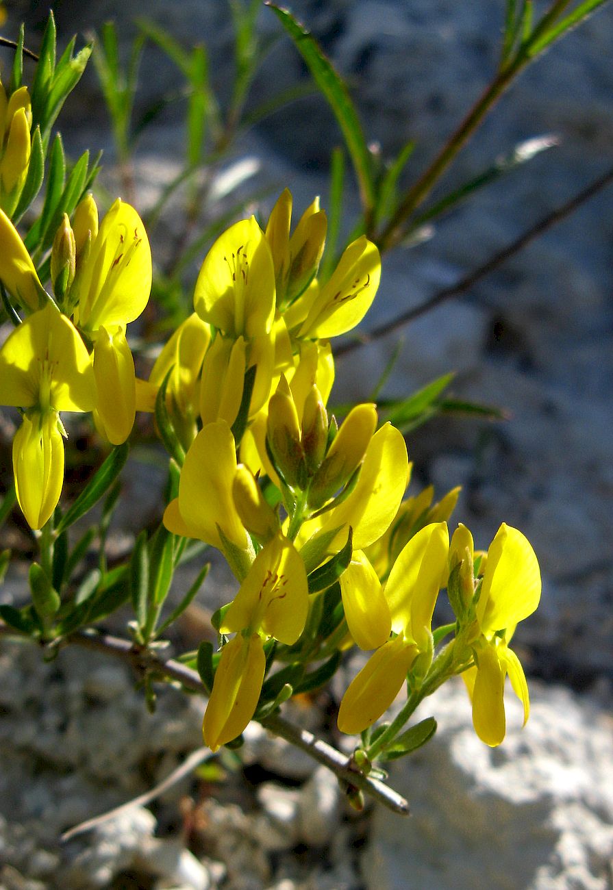 Image of Genista tetragona specimen.