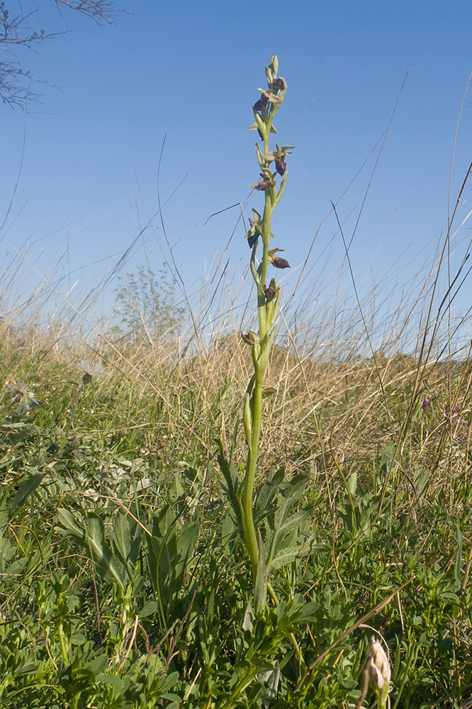 Image of Ophrys mammosa ssp. caucasica specimen.