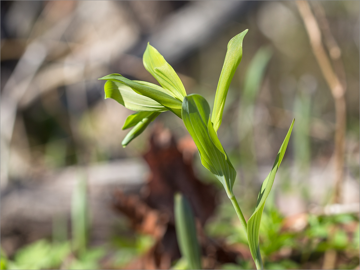 Image of Polygonatum multiflorum specimen.