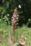 Orobanche callieri. Цветущее растение. Крым, Севастополь, Байдарская дол., опушка лиственного леса. 29 мая 2025 г.