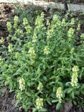 Sideritis hyssopifolia