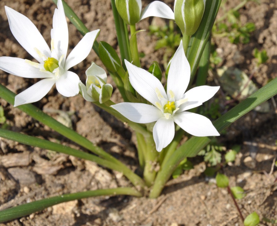 Image of Ornithogalum wiedemannii specimen.