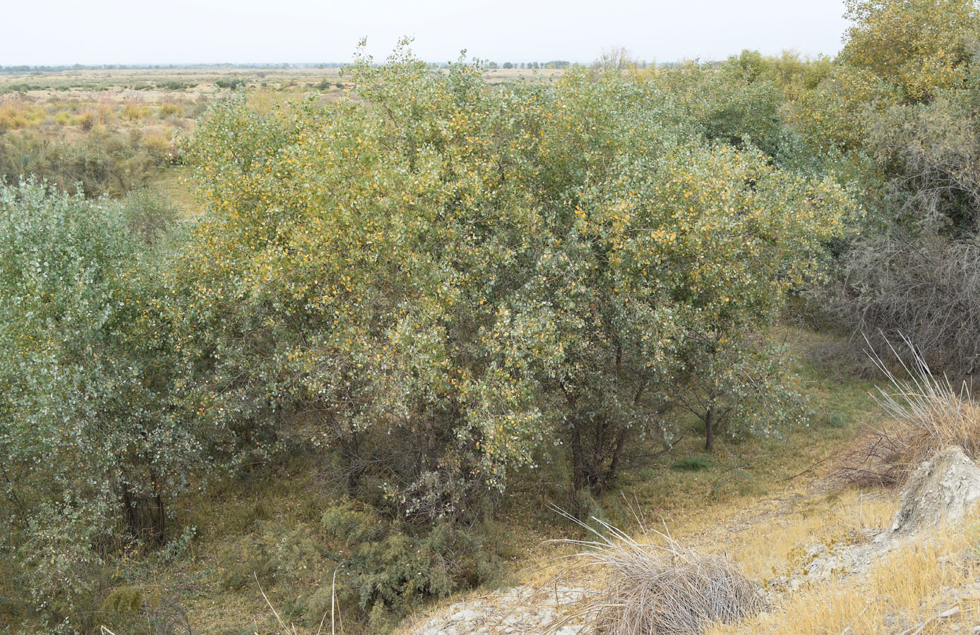 Изображение особи Populus pruinosa.