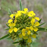 Erysimum cheiranthoides. Соцветие с цветками, бутонами и муравьём. Хабаровский край, окр. г. Комсомольск-на-Амуре, железнодорожная насыпь. 08.06.2025.