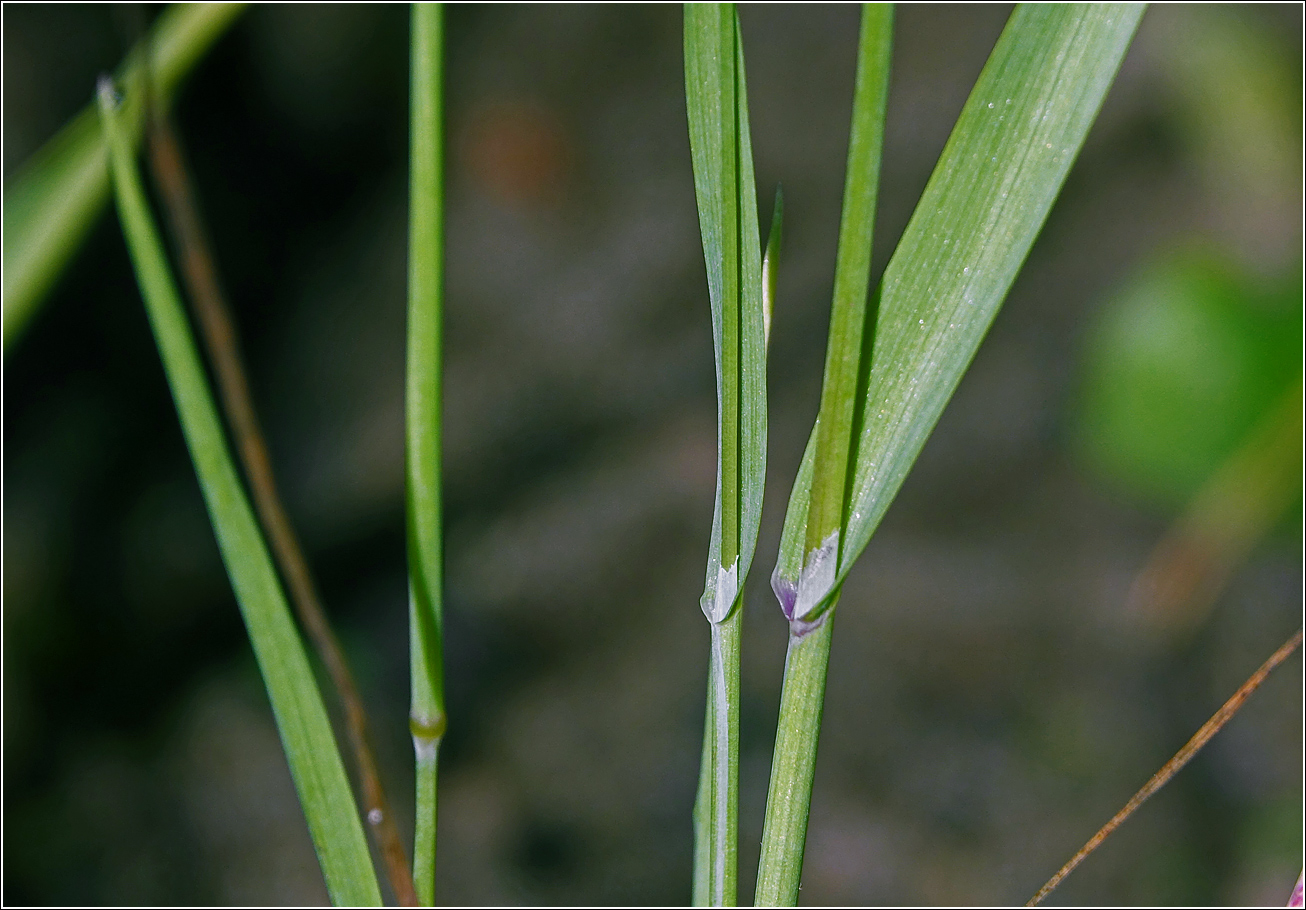 Image of Briza maxima specimen.