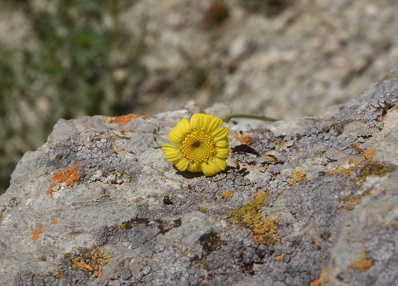 Image of Tanacetum tabrisianum specimen.