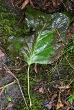Liriodendron tulipifera. Опавший повреждённый лист. Калининградская обл., пос. Янтарный, парк им. М. Беккера. 28.07.2025.