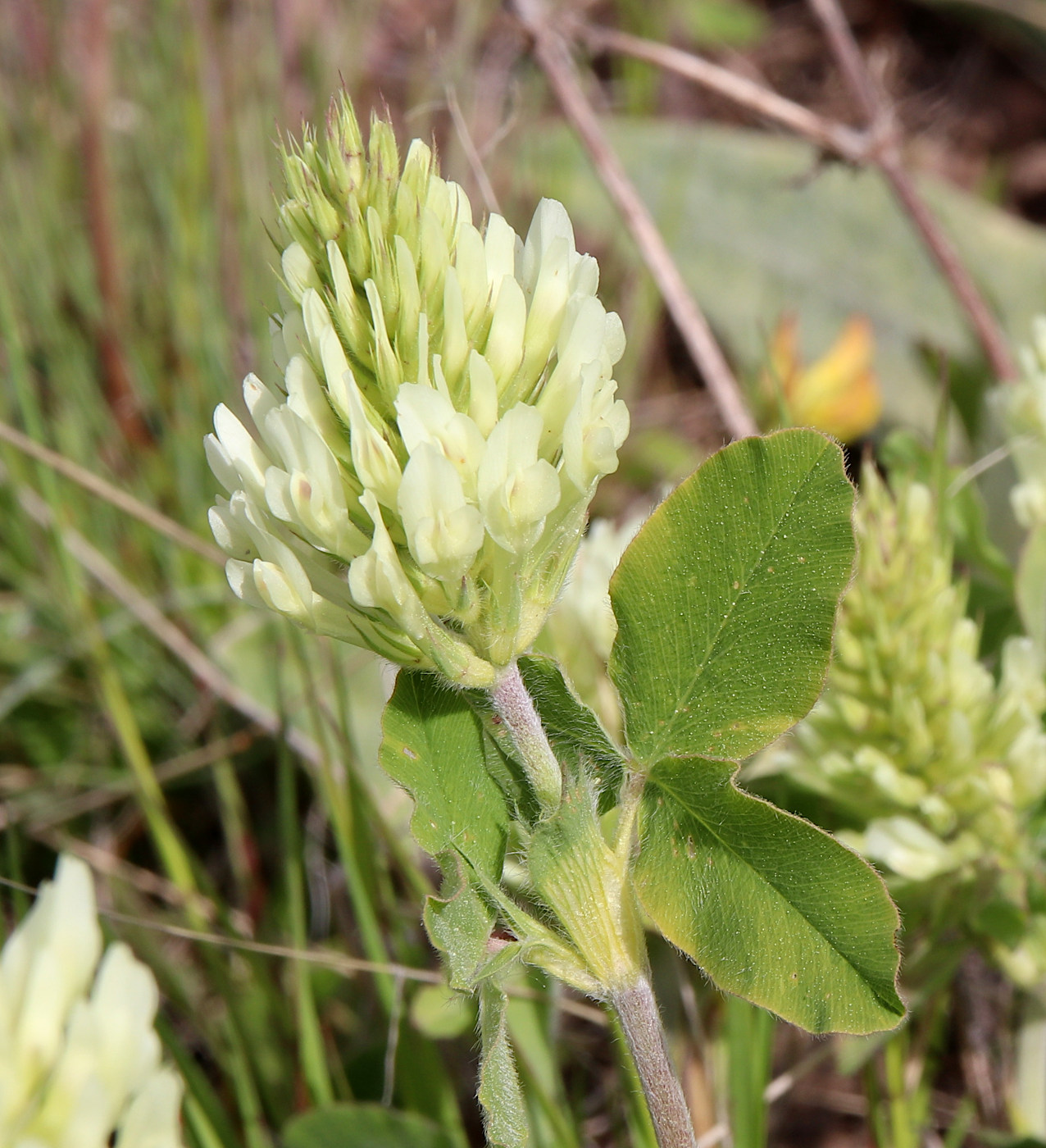 Изображение особи Trifolium canescens.
