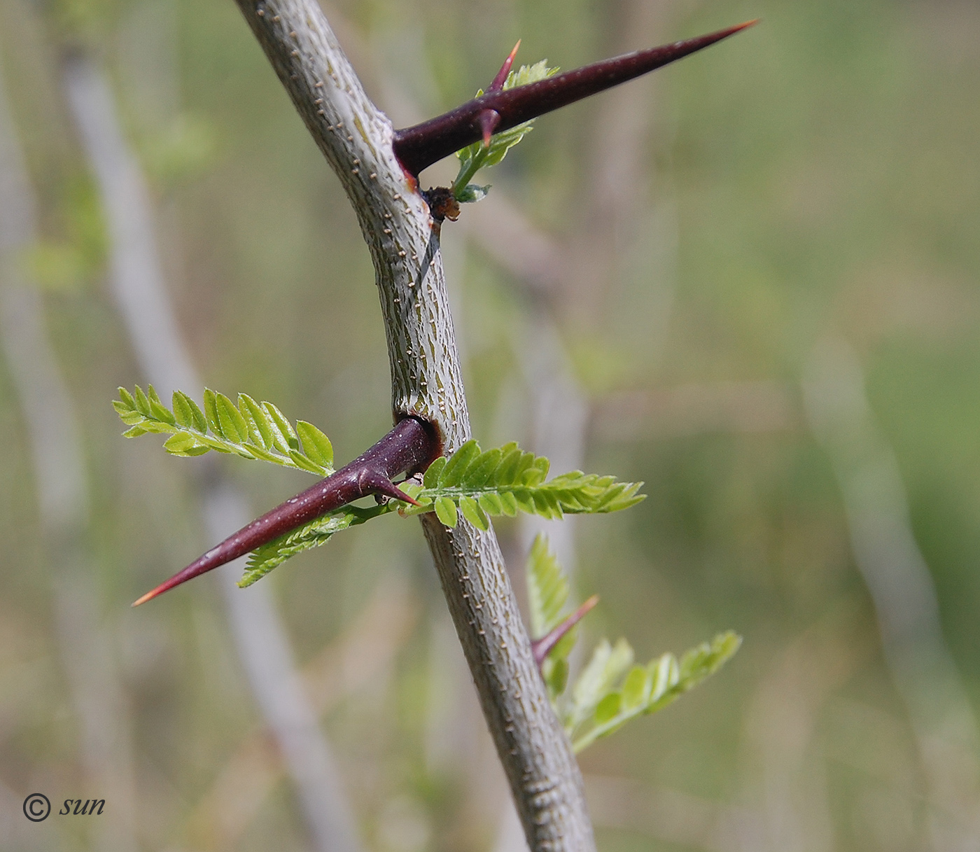 Изображение особи Gleditsia triacanthos.