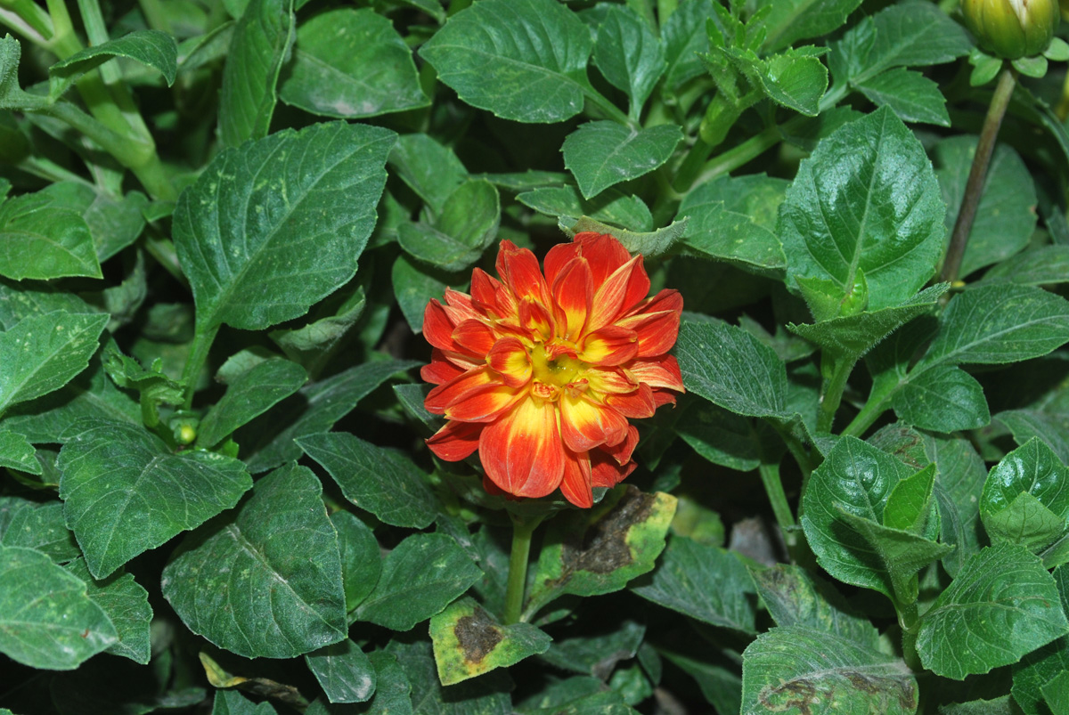 Image of Dahlia &times; cultorum specimen.