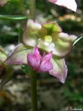 Epipactis helleborine