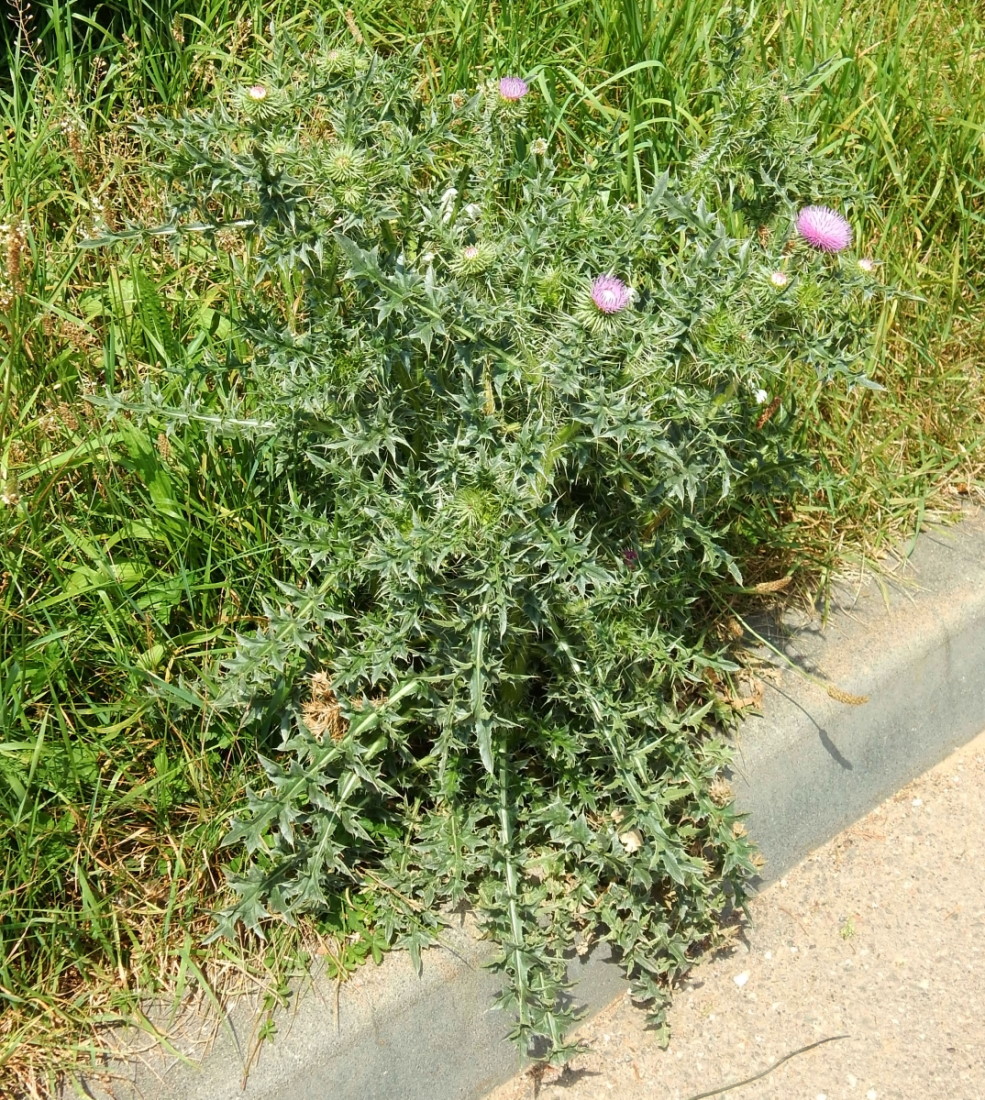 Изображение особи Carduus acanthoides.