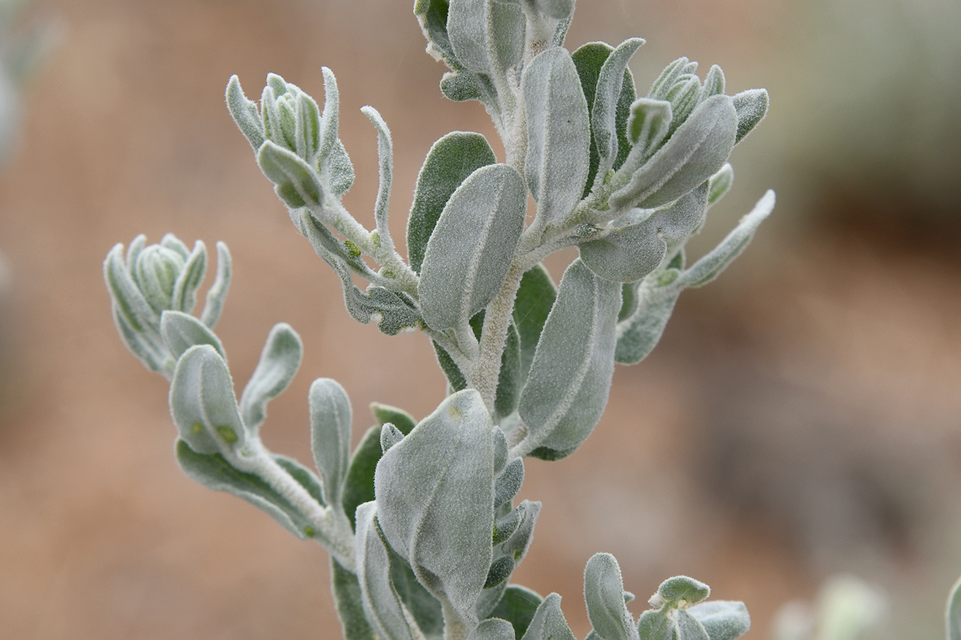 Изображение особи Krascheninnikovia ceratoides.