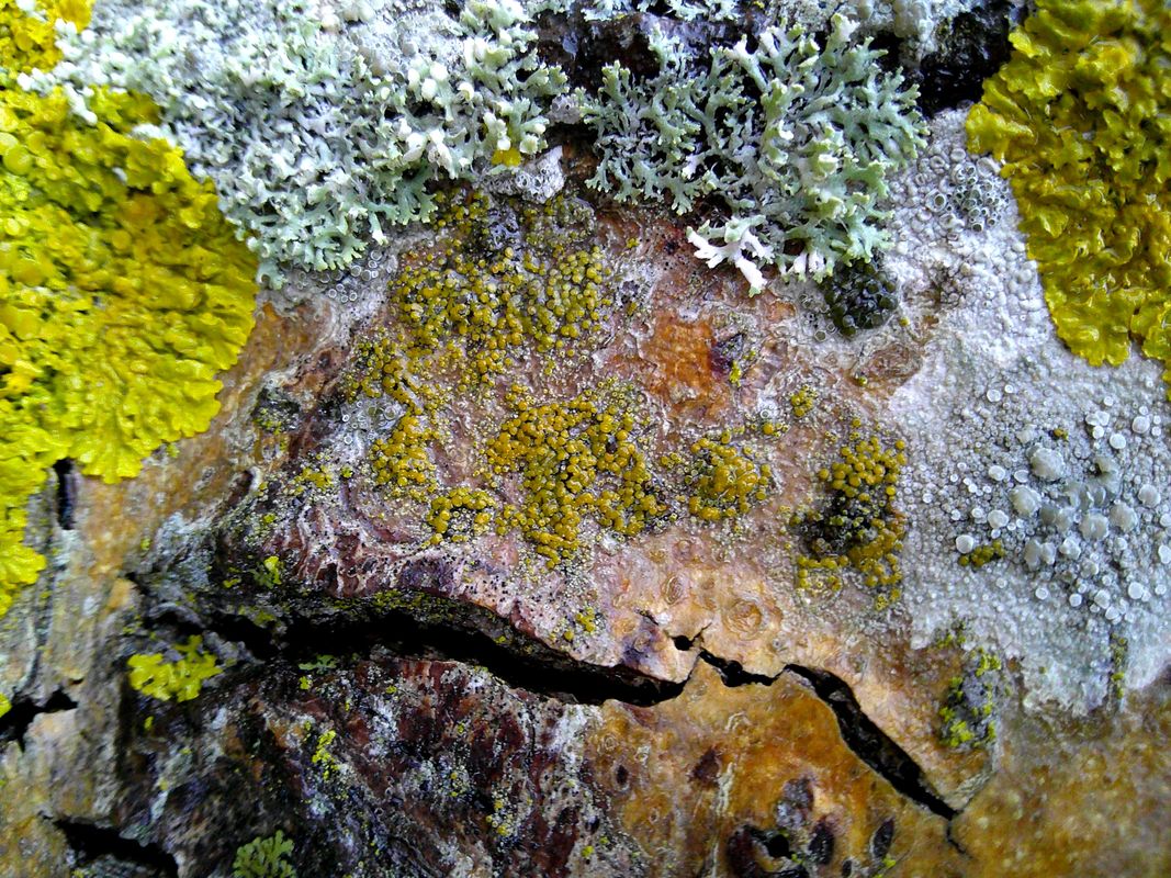 Изображение особи род Candelariella.