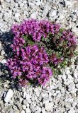 Thymus calcareus