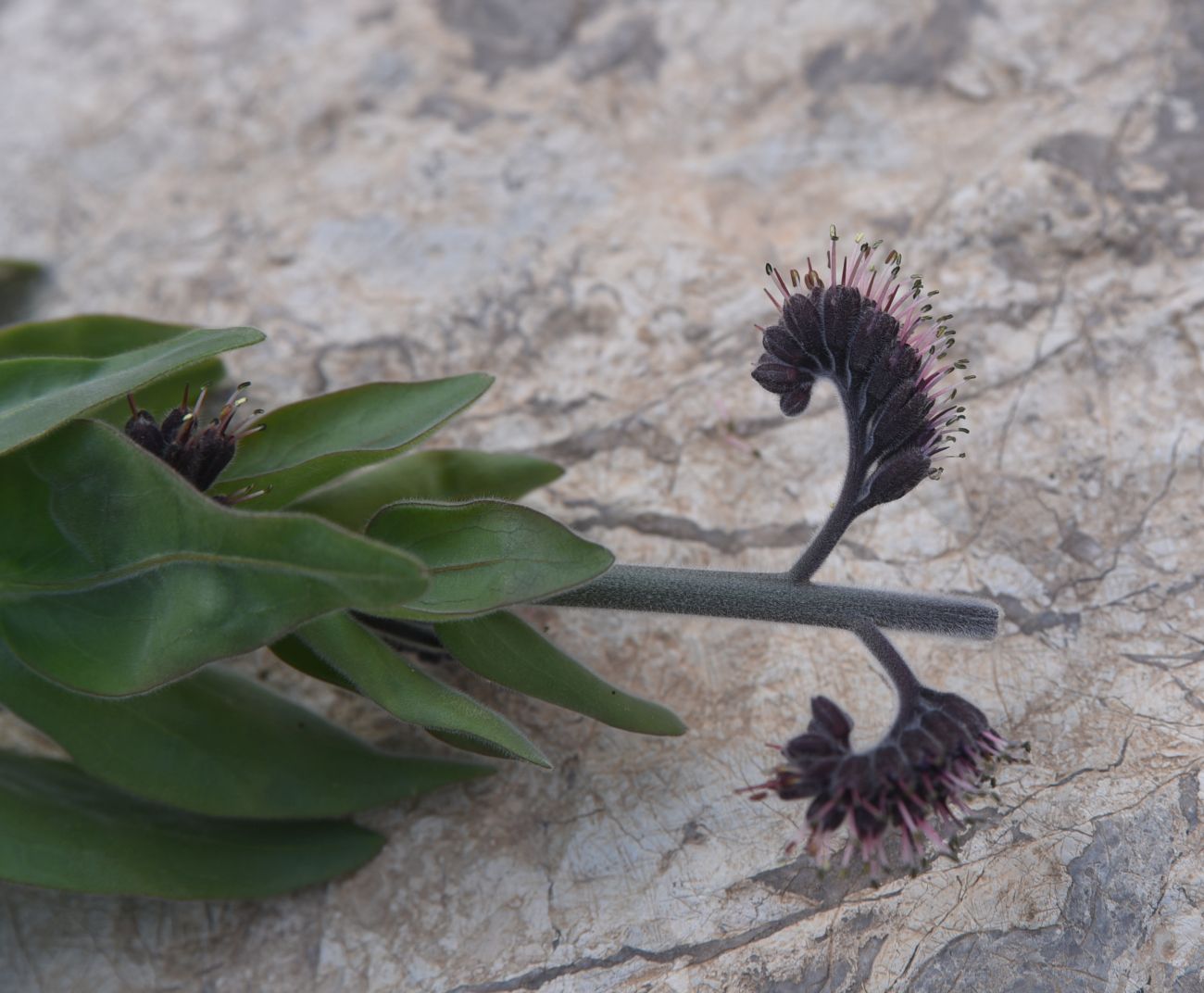 Image of Solenanthus stamineus specimen.