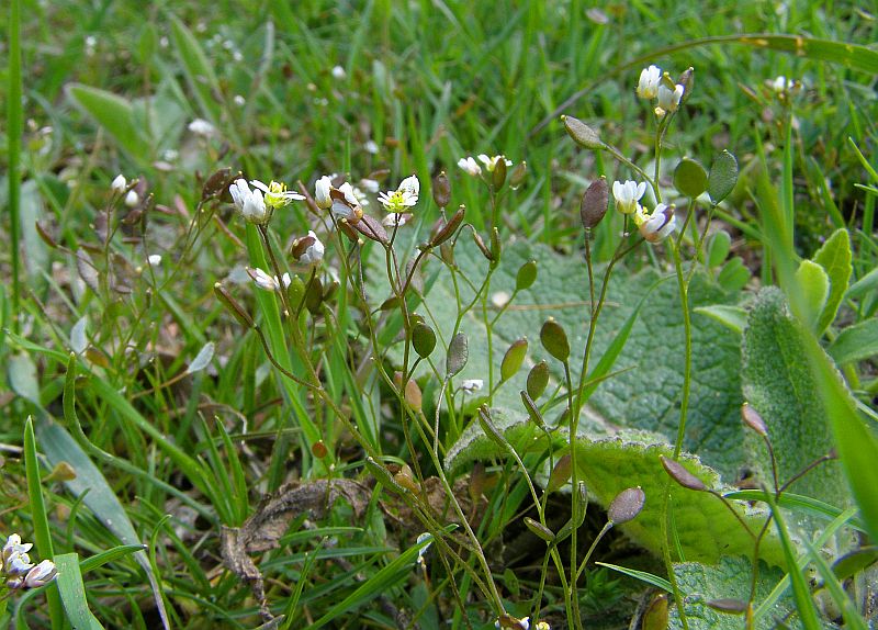 Изображение особи Erophila praecox.