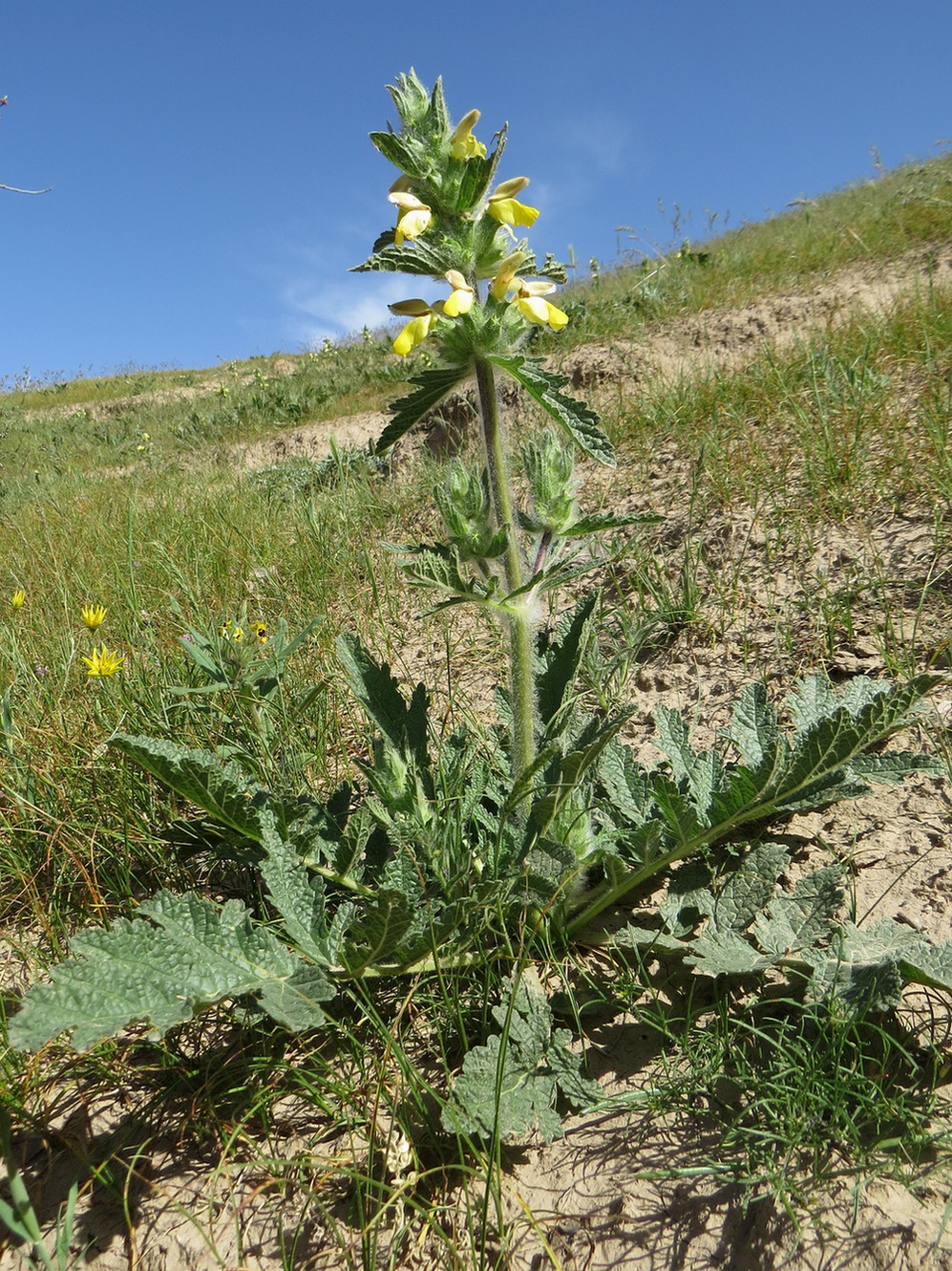 Изображение особи Phlomoides labiosa.