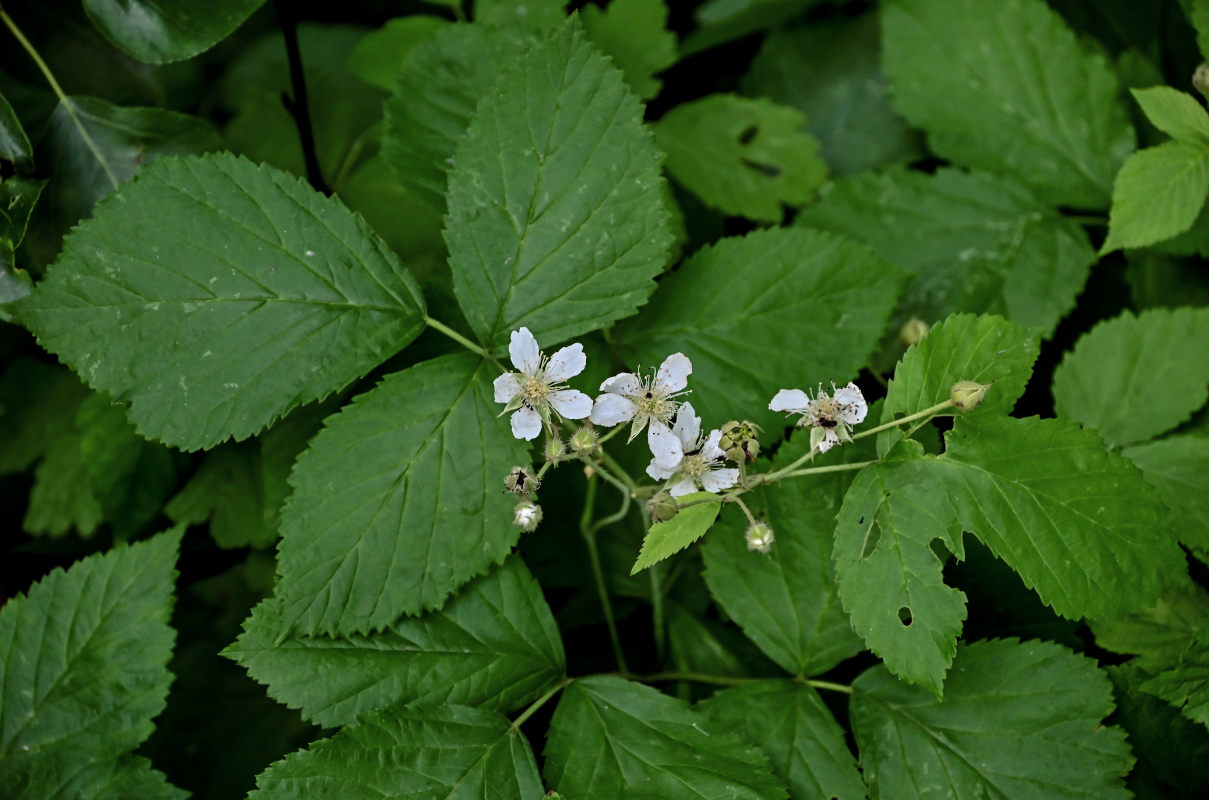 Изображение особи Rubus caesius.