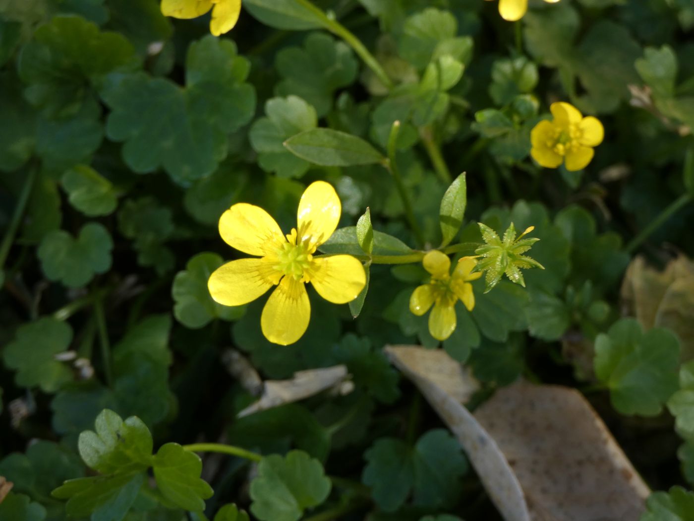 Изображение особи Ranunculus muricatus.