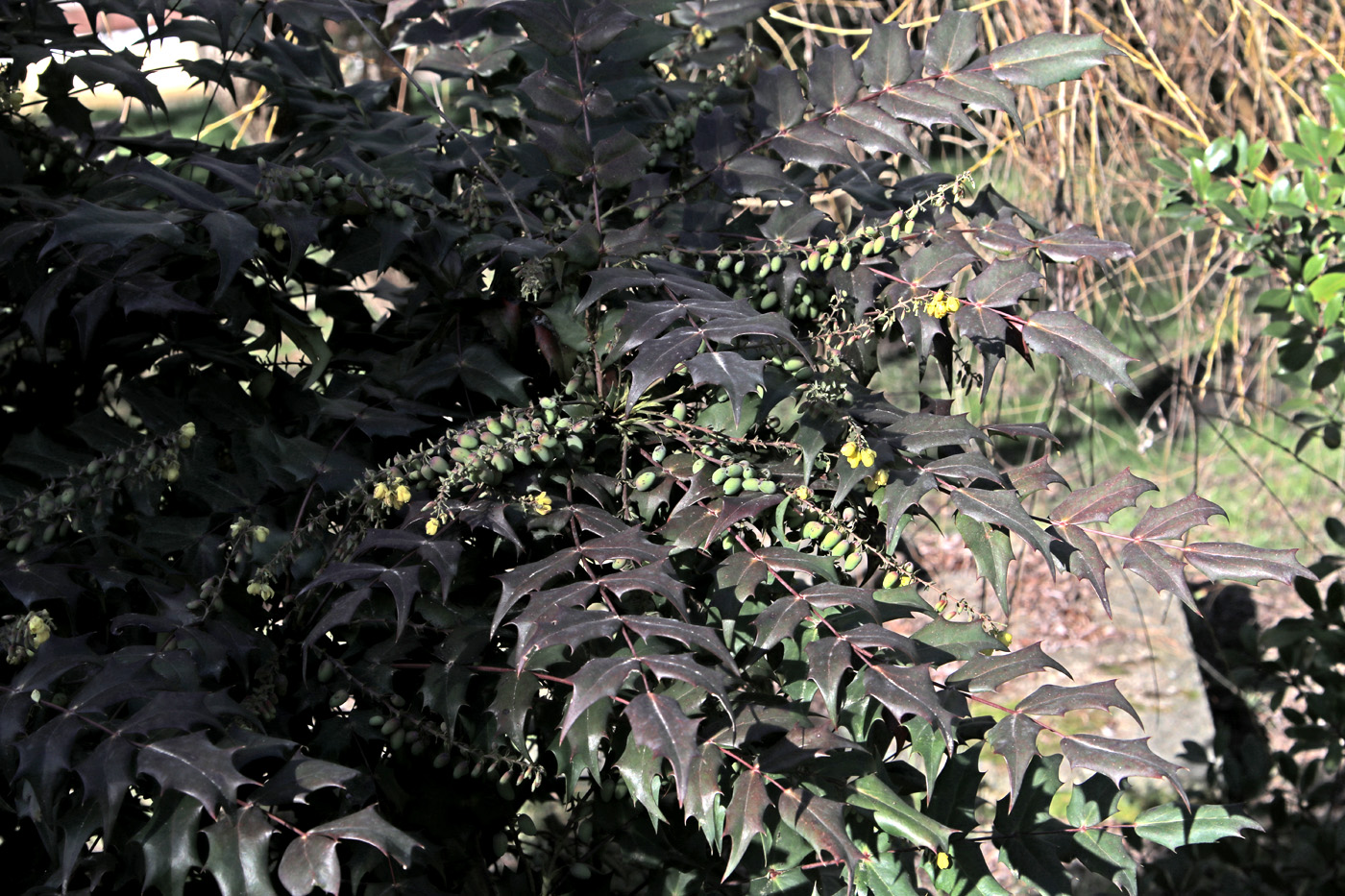Image of Mahonia × media specimen.
