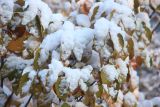 Cydonia oblonga. Ветви с листвой в осенней окраске, покрытые снегом. Краснодарский край, Черноморское побережье Кавказа, г. Новороссийск. 27 декабря 2025 г.
