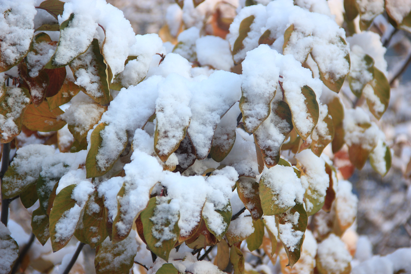 Изображение особи Cydonia oblonga.