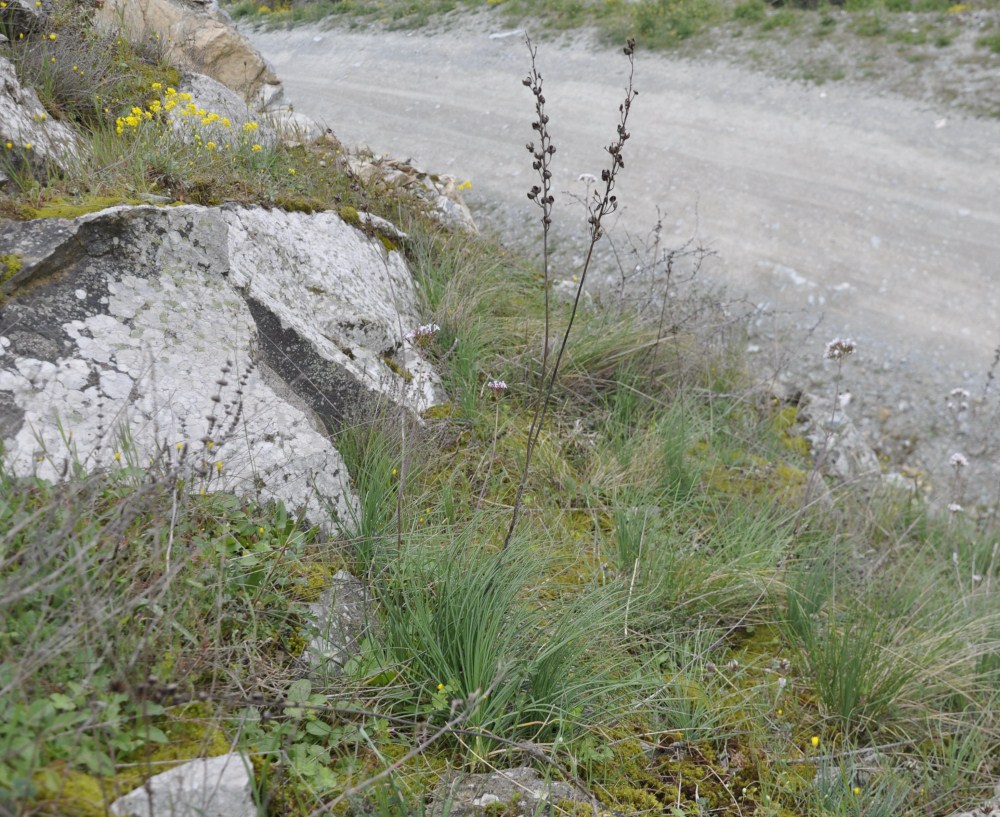 Image of Asphodeline liburnica specimen.