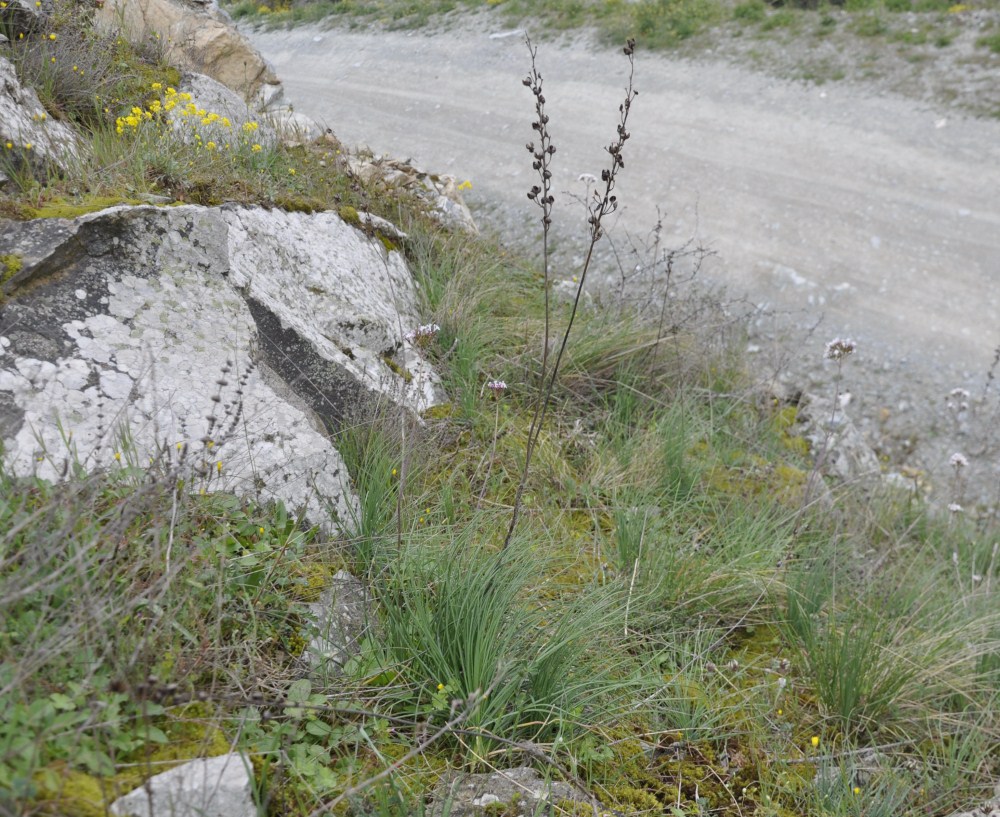 Изображение особи Asphodeline liburnica.