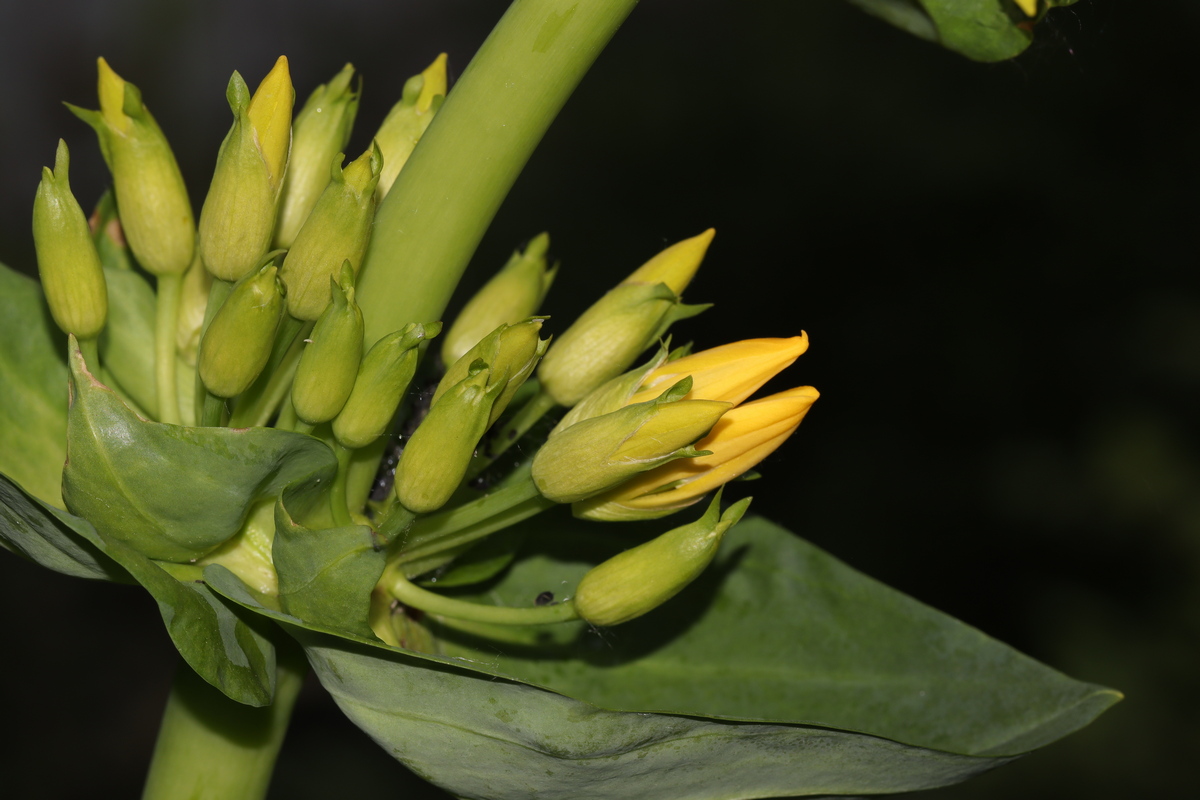 Изображение особи Gentiana lutea.