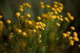 Tanacetum millefolium. Соцветия-корзинки. Астраханская обл., Наримановский р-н, окр. с. Николаевка, давно обсохшая часть ложа солёного ильменя Камышовый. 17.05.2026.