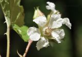 View full-size image Rubus crataegifolius